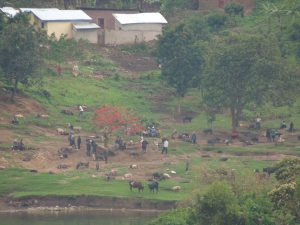 Tradiotionele veemarkt in Kibuye - Rwanda