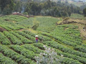 Vruchtbaar landschap Rwanda